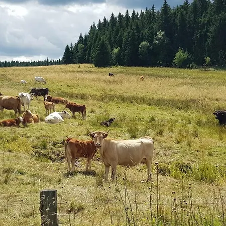 Plešivec Apartman