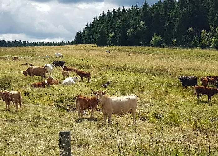 Plesivec Lägenhet