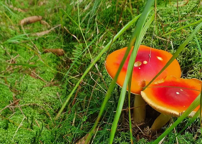 Plesivec Lägenhet